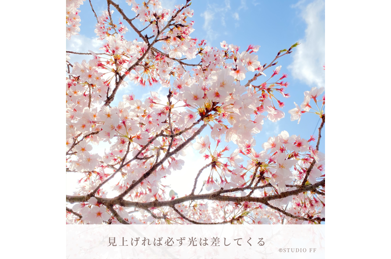 桜