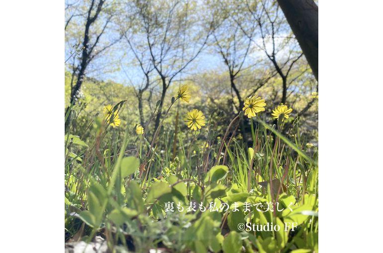 黄色い花