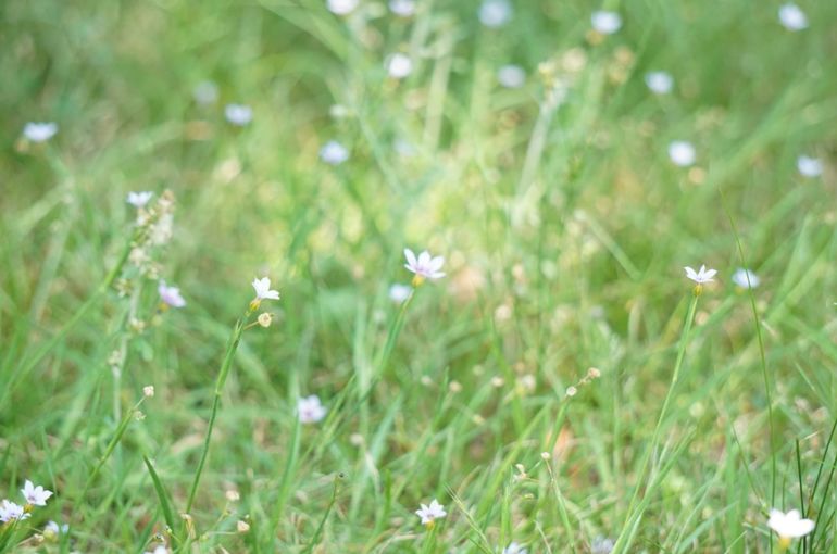 紫の小さなお花